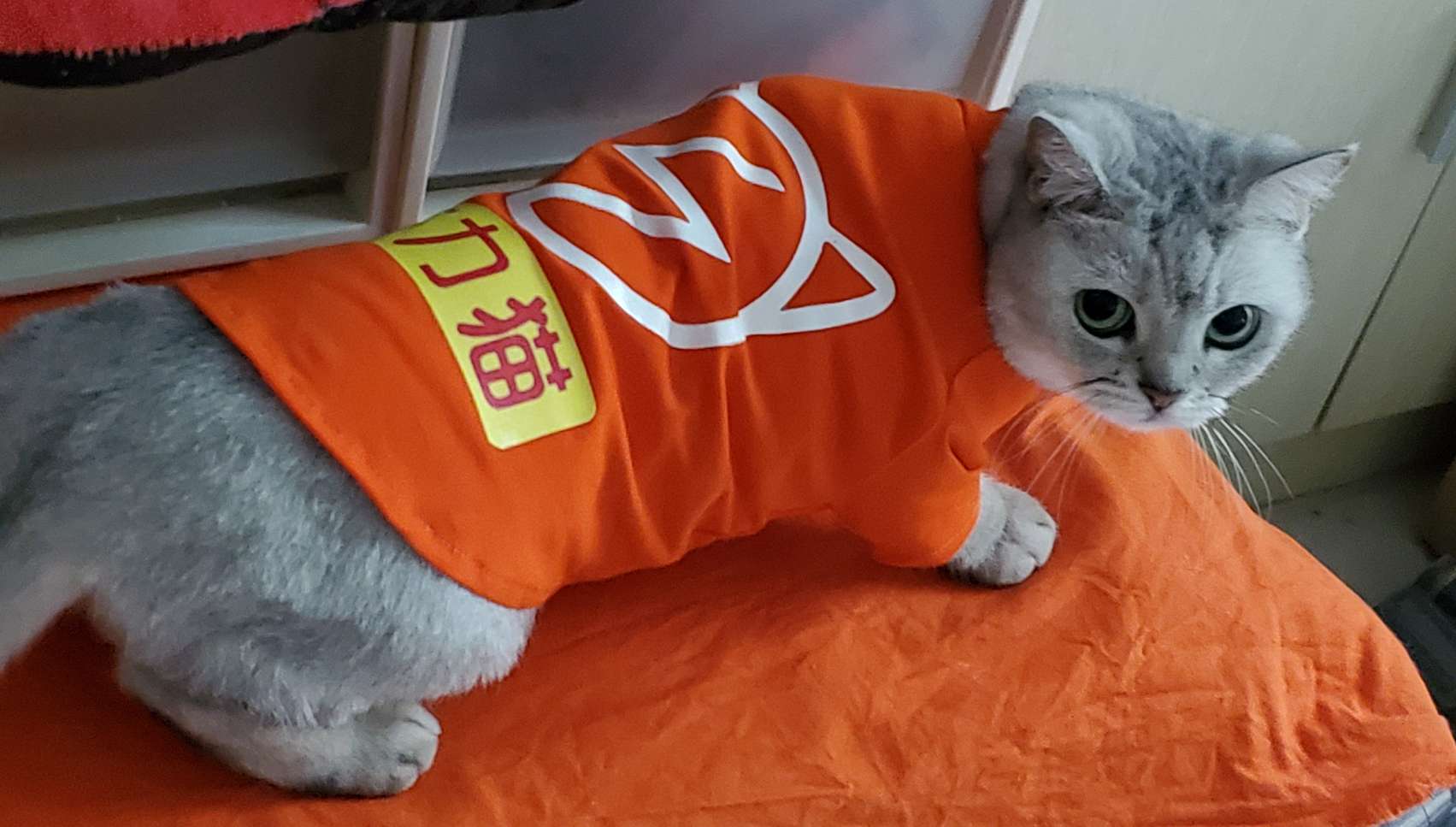 收到闻声兄的算力猫服,感谢